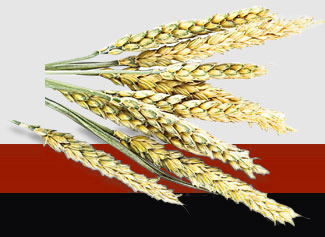 首页| J9集团国际站官方网站