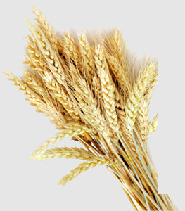 首页| J9集团国际站官方网站