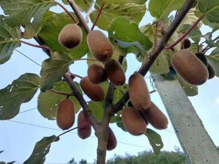 首页| J9集团国际站官方网站