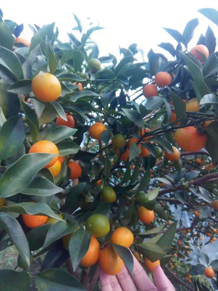 首页| J9集团国际站官方网站